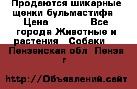 Продаются шикарные щенки бульмастифа › Цена ­ 45 000 - Все города Животные и растения » Собаки   . Пензенская обл.,Пенза г.